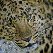 Cross stitch pattern: #289952