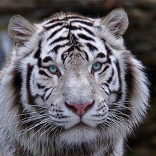 Cross stitch pattern: #289954