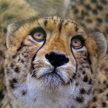 Cross stitch pattern: #289955