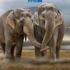 Cross stitch pattern: #289962