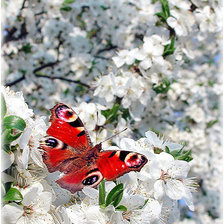 Cross stitch pattern: #290363