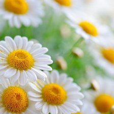 Cross stitch pattern: #290388