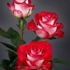 Cross stitch pattern: #290414