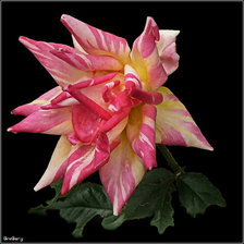 Cross stitch pattern: #290416