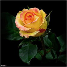 Cross stitch pattern: #290418