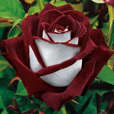 Cross stitch pattern: #291348