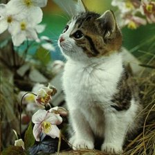 Cross stitch pattern: #291591