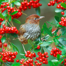 Cross stitch pattern: #291879