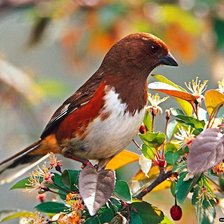 Cross stitch pattern: #292804