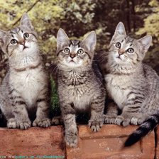 Cross stitch pattern: #292810