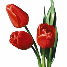 Cross stitch pattern: #293623