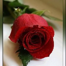 Cross stitch pattern: #293654