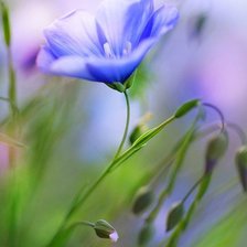 Cross stitch pattern: #293854