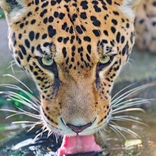Cross stitch pattern: #294408