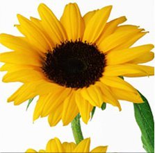 Cross stitch pattern: #294637