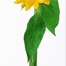 Cross stitch pattern: #294641