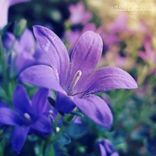 Cross stitch pattern: #295225