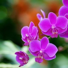 Cross stitch pattern: #295233