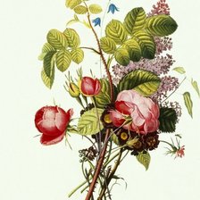 Cross stitch pattern: #295414