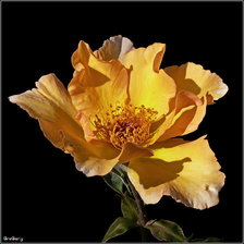 Cross stitch pattern: #296916