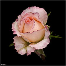 Cross stitch pattern: #296921