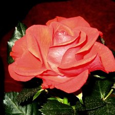 Cross stitch pattern: #298537