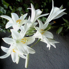 Cross stitch pattern: #298542