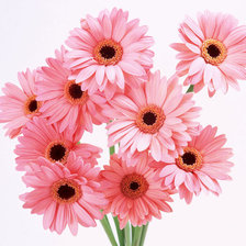 Cross stitch pattern: #298544