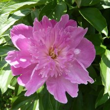 Cross stitch pattern: #298547