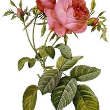 Cross stitch pattern: #298909