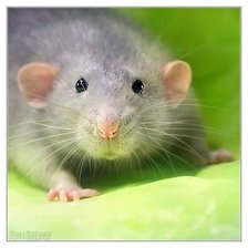 Cross stitch pattern: #298932