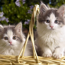 Cross stitch pattern: #300866