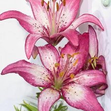 Cross stitch pattern: #301159