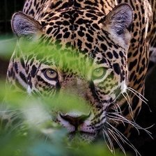 Cross stitch pattern: #302131