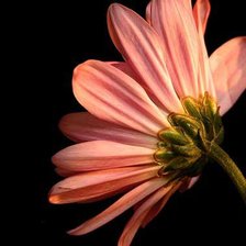 Cross stitch pattern: #302594