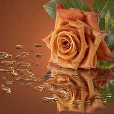 Cross stitch pattern: #303534