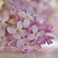 Cross stitch pattern: #303931