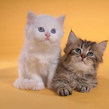 Cross stitch pattern: #304486