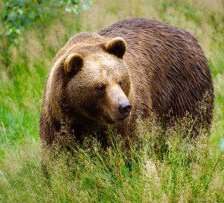 Cross stitch pattern: #304977