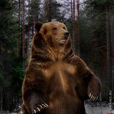 Cross stitch pattern: #305001