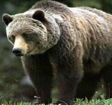 Cross stitch pattern: #305009