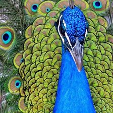 Cross stitch pattern: #305072