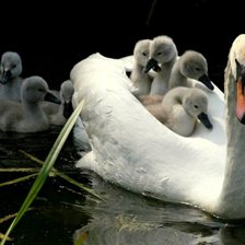 Cross stitch pattern: #305808