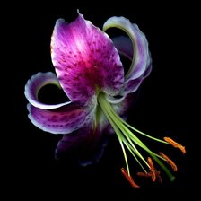 Cross stitch pattern: #307613