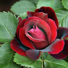 Cross stitch pattern: #308294