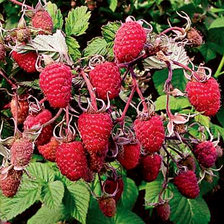 Cross stitch pattern: #308334