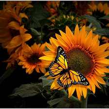 Cross stitch pattern: #308942