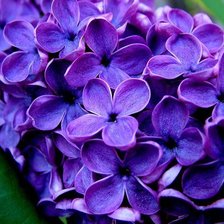 Cross stitch pattern: #309521