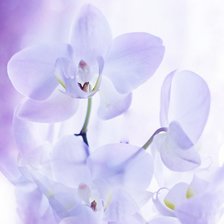 Cross stitch pattern: #309545