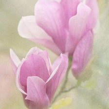 Cross stitch pattern: #309554